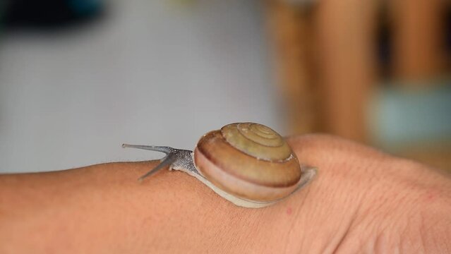 snail crawling on human surface