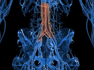 3d rendered illustration of the abdominal vascular system
