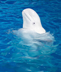 Obraz premium Portrait of a white dolphin swims in the pool.