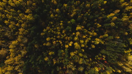 Flight over autumn forest. Beautiful autumn colors. Aerial view