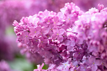 Beautiful lilac flowers in nature.