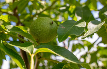 Green walnut fruits on the branches of a tree.