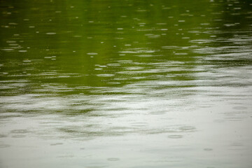 Raindrops on the surface of the water in the pond.