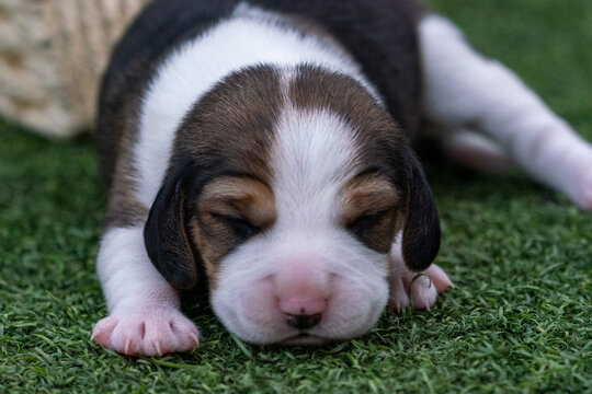 beautiful portrait of a brown and black beagle baby just over a week old on artificial grass