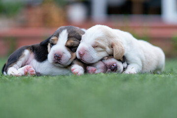 beautiful portrait of three beagle babies a little over a week old sleeping two on top of one that is lying on the artificial grass