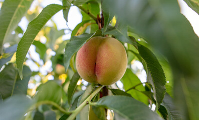 Ripe peaches on the branches of a tree.