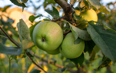 Ripe apples on the branches of a tree.