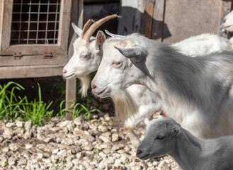 Fototapeta premium Portrait of a goat on a farm.