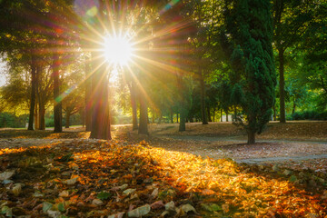 Sunrise in autumn forest wit sun flare. Tree Cathedral in Milton Keynes. England