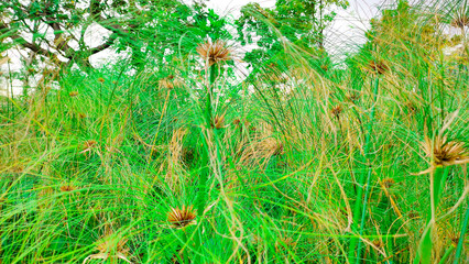 Cyperus papyrus tree in the garden