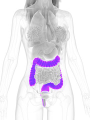 3d rendered medically accurate illustration of the colon