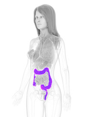 3d rendered medically accurate illustration of the colon