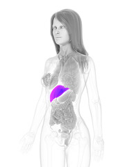 3d rendered medically accurate illustration of a womans liver