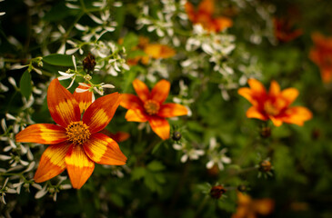 Fleurs orange