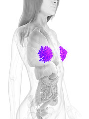 3d rendered medically accurate illustration of the mammary glands
