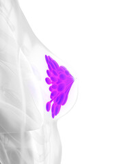 Fototapeta premium 3d rendered medically accurate illustration of the mammary glands