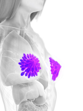 3d rendered medically accurate illustration of the mammary glands