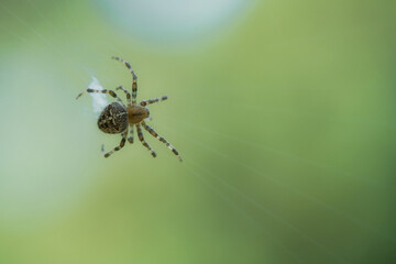 Cross spider crawling on a spider thread. Halloween fright. A useful hunter among
