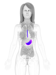 3d rendered medically accurate illustration of a womans stomach