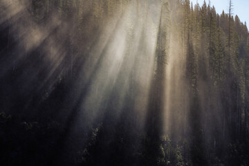 Nebel im Wald, Sonnenstrahlung