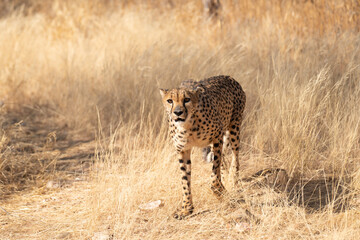 cheetah in the African savannah waiting for prey Namibia.