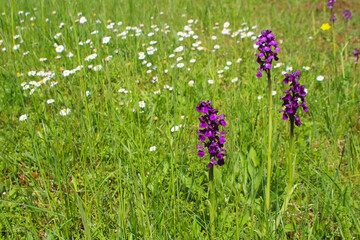 Wildflower meadow with purple wild green-winged orchids (Anacamptis morio) and white daisies,...