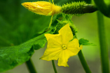 Blooming cucumber plant in the garden. Shallow depth of field.