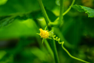 Blooming cucumber plant in the garden. Shallow depth of field.