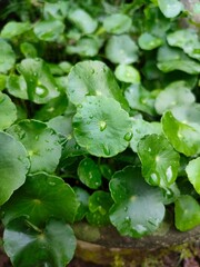 Fresh green leaves known as Centella Asiatica or cica or daun pegagan or gotu kola grow on the ground  - obrazy, fototapety, plakaty