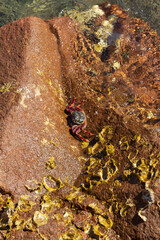 Stone crab on the coastal rocks in the rays of the setting sun on the Red Sea shore of Eilat in Israel. Grapsus adscensionis - red rock crab, standing on a rock. View from above to a stony seabed