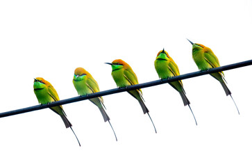 Fototapeta na wymiar The green bee-eater (Merops orientalis) isolated on a white background