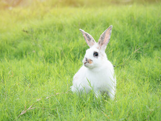 White cute rabbit smiling on green grass in nature background. Lovely action of young rabbit in field.