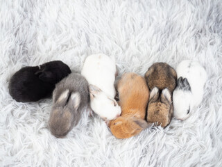 Six baby rabbits 10 day old sleeping on furry fabric.