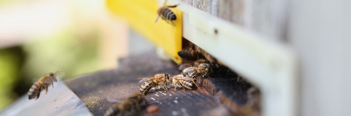 Bees are working on laying propolis in hive closeup