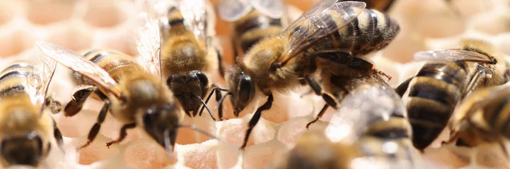 Foto op Plexiglas Bijen in een honingraatbijenkorf werken midden op de dag samen © megaflopp