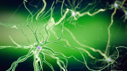 3d rendered illustration of a human nerve cell