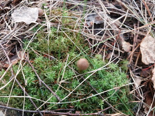 Mushrooms grown in the autumn forest