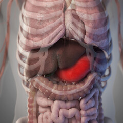 3d rendered illustration of the liver