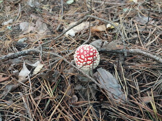 Red fly agaric grew in the forest