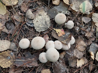 Mushrooms grown in the autumn forest