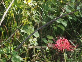 道端の、画面右下に咲く一輪の赤色の曼殊沙華（ヒガンバナ）の花