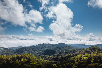 blue sky with clouds green forest in the morning