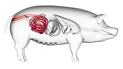 3d rendered illustration of the porcine anatomy - the colon