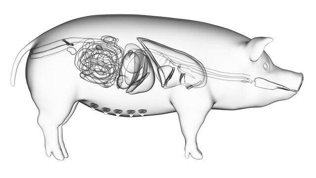 3d rendered illustration of the porcine anatomy - the organs