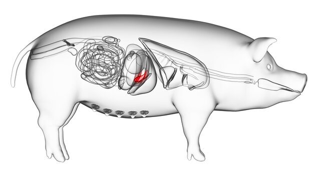 3d rendered illustration of the porcine anatomy - the gallbladder