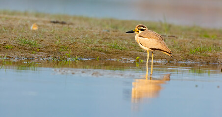 great thick-knee