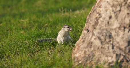 Squirrel attentive image HD new