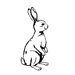 Black outline rabbit on white background. Vector illustration.
