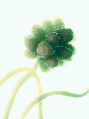 3d rendered illustration of the mold - stachybotrys