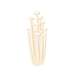 Enoki mushroom, enokitake. Vector illustration isolated on white background.